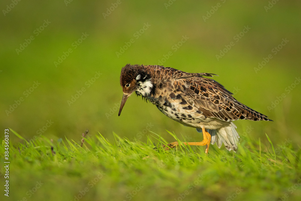 Obraz premium Leaking ruff in Biebrza National park in Poland