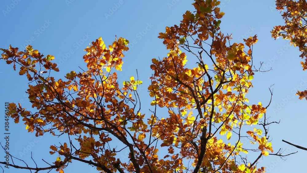 Leaves on branches in the autumn forest. beautiful oak leaves swaying in the wind Leaves on branches in the autumn forest. beautiful oak leaves swaying in the wind