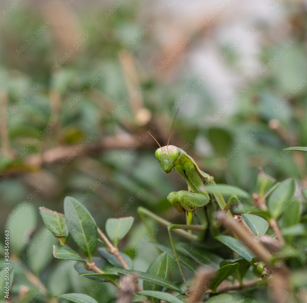 close-up of adult female of green praying mantis, camouflaged among the leaves of a hedge waiting for prey close-up of adult female of green praying mantis, camouflaged among the leaves of a hedge waiting for prey