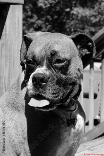 black and white of boxer dog