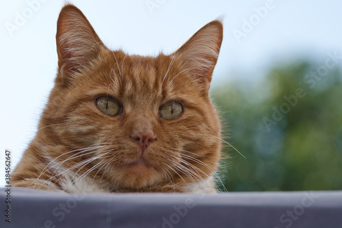 Red female cat relaxing close up photo from face, made on 9 september 2020 in Weert the Netherlands