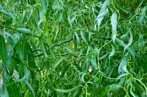 Curly Twisted Willow Tree Foliage Background