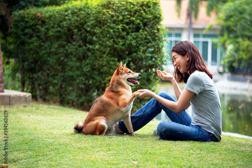 Photography Asian woman plays with the Shiba Inu dog in the backyard