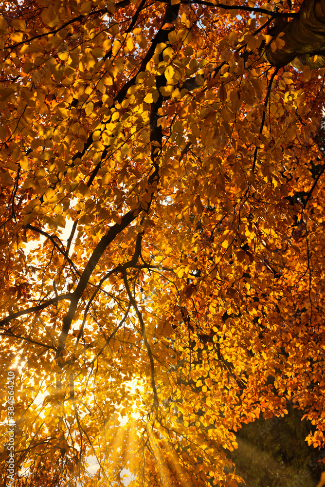 Sonnenstrahlen im herbstlichen Blätterdach Sonnenstrahlen im herbstlichen Blätterdach