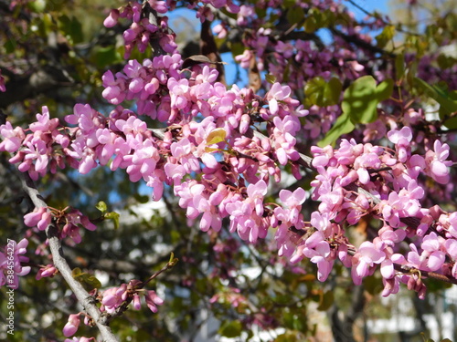 Judas tree  or Cercis siliquastrum blooming with pink flowers