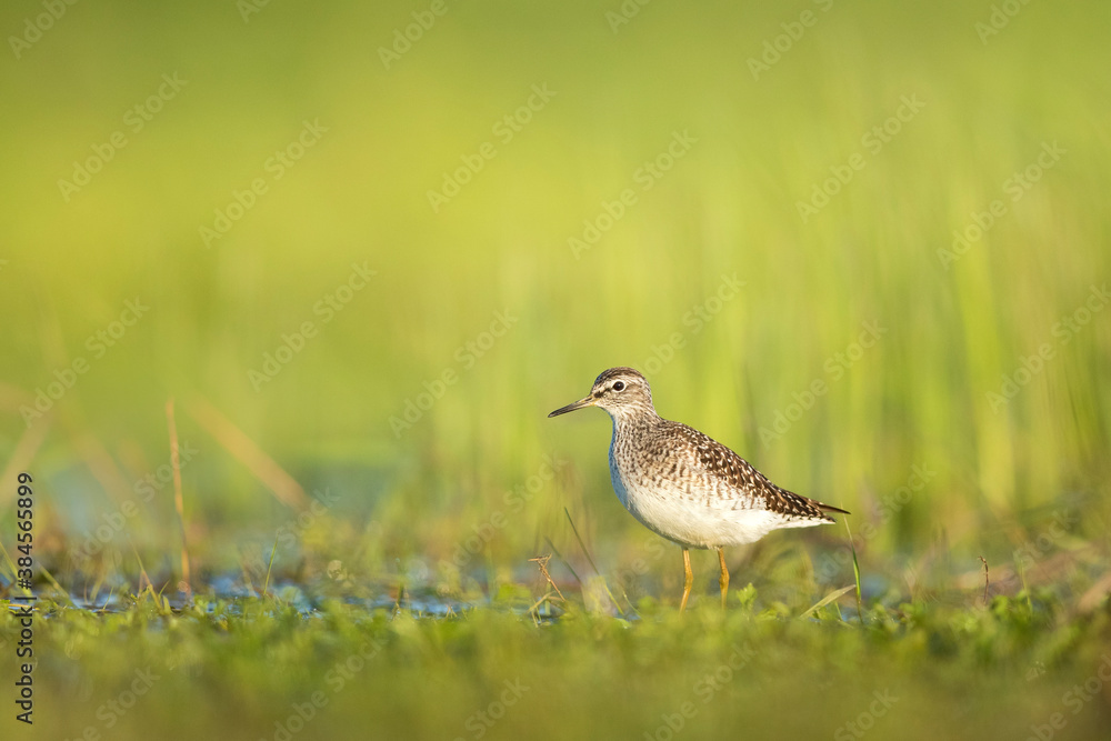 Wood sandpiper feeding in shallow water on the shore of Biebrza river in Biebrza national park Wood sandpiper feeding in shallow water on the shore of Biebrza river in Biebrza national park