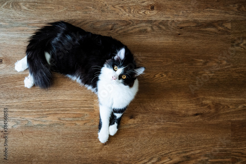 a black-and-white cat lies on the floor and looks up, a fluffy domestic kitten, a long-haired cat of the breed.