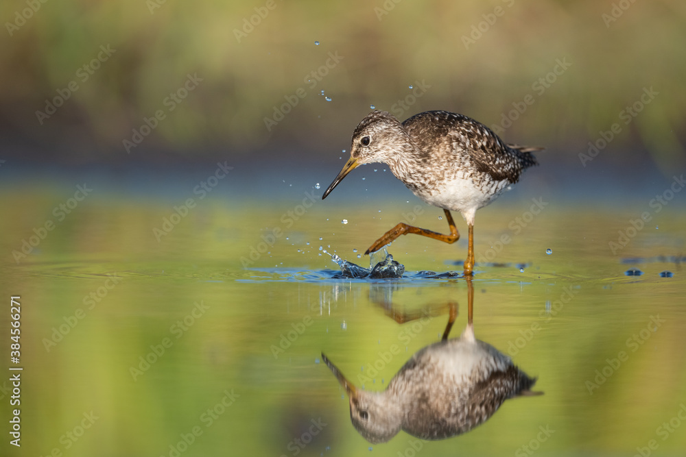 Wood sandpiper feeding in shallow water on the shore of Biebrza river in Biebrza national park Wood sandpiper feeding in shallow water on the shore of Biebrza river in Biebrza national park