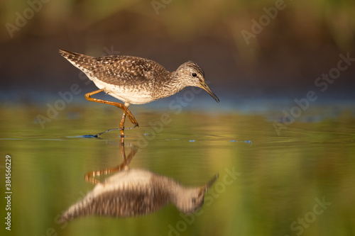 Wood sandpiper feeding in shallow water on the shore of Biebrza river in Biebrza national park