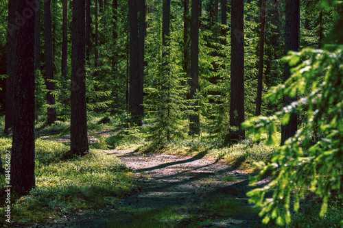 path in a spruce summer forest, on a sunny day © Lana Kray