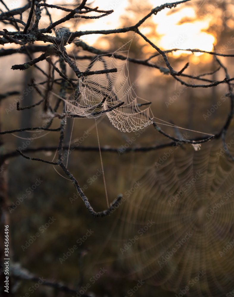 Autumn spider web in the wild forest at dawn. Landscape at sunrise