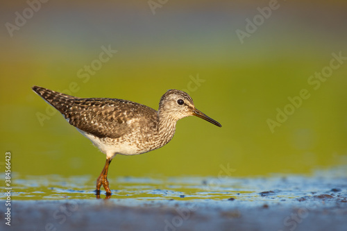 Wood sandpiper feeding in shallow water on the shore of Biebrza river in Biebrza national park