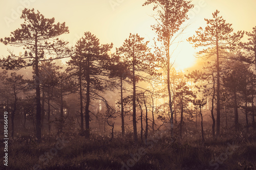 dawn over the swamp. The sun rises over the forest with dwarf pines