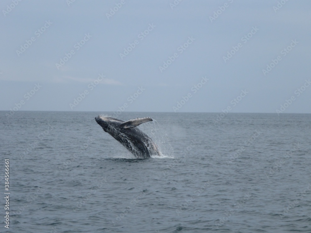 Fototapeta premium Humpback Whale - Ecuador