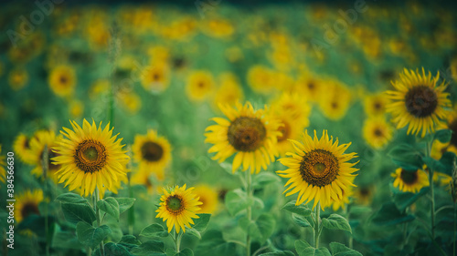 Fototapeta Naklejka Na Ścianę i Meble -  Sunflower field bloom bright, nature theme background.