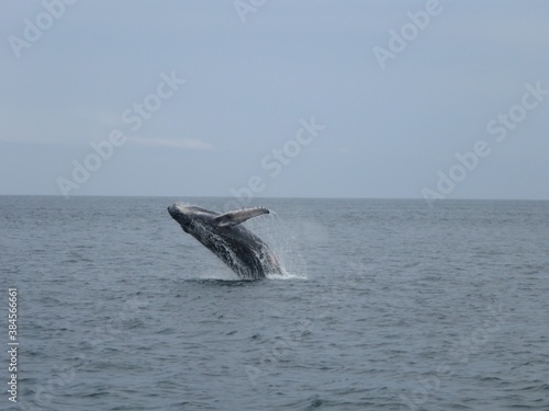 Humpback Whale - Ecuador