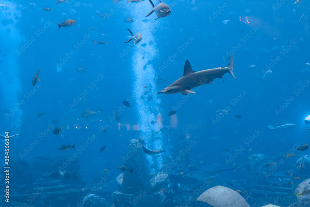 Fototapeta premium Hammerhead shark in the aquarium. The great hammerhead (Sphyrna mokarran) is the largest species of hammerhead shark, belonging to the family Sphyrnidae. Atlantis, Sanya, Hainan, China.