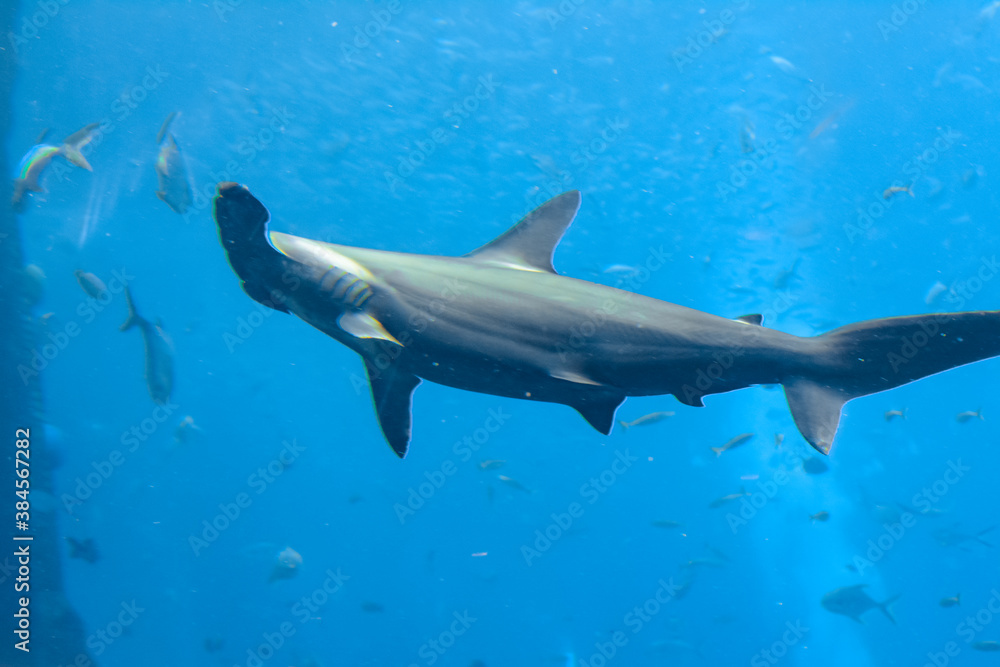 Hammerhead shark in the aquarium. The great hammerhead (Sphyrna mokarran) is the largest species of hammerhead shark, belonging to the family Sphyrnidae. Atlantis, Sanya, Hainan, China.