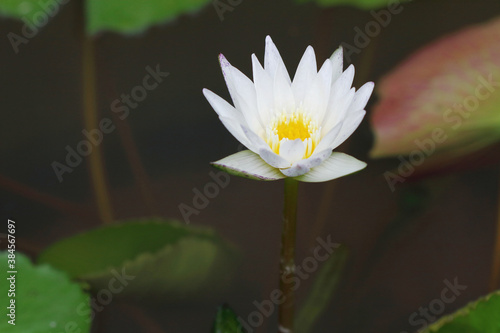 White lotus bloomed in the pond