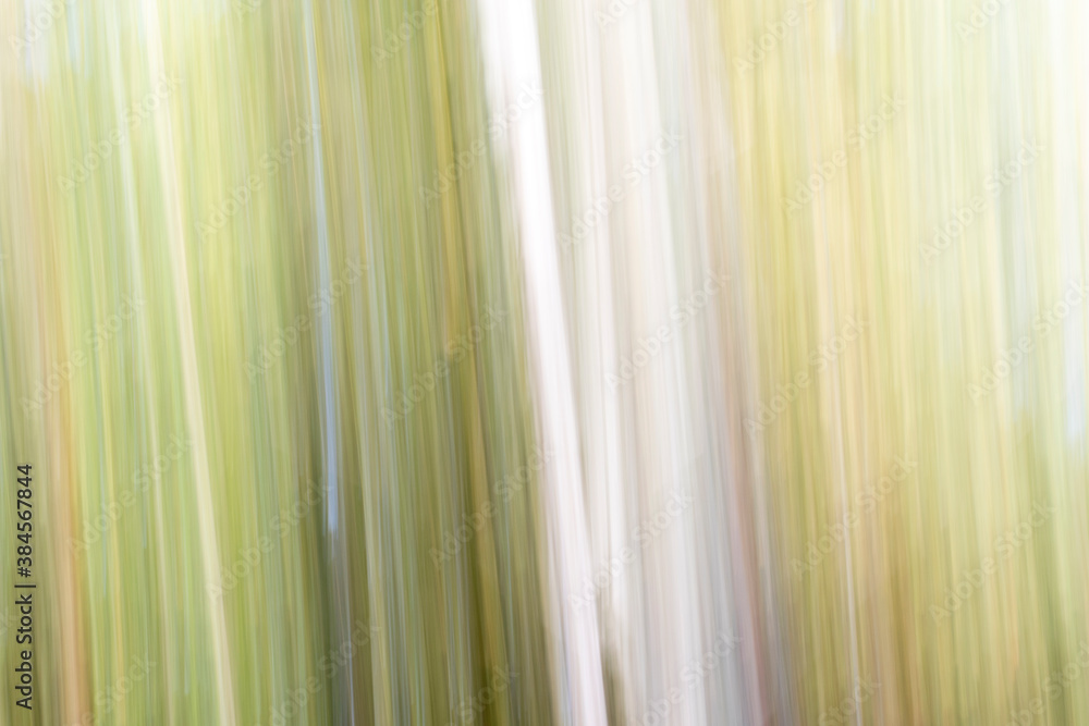 Obraz premium Abstract magic wood trees background. Camera low shutter punning shot