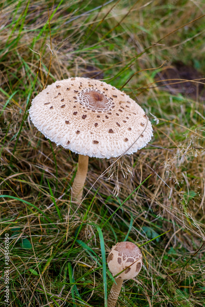 Parasol mushrooms ( Macrolepiota procera ) in the forest Parasol mushrooms ( Macrolepiota procera ) in the forest