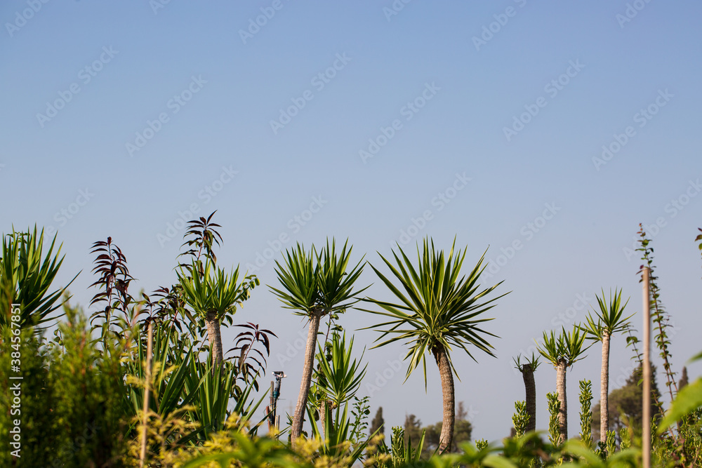 Selective focus of green trees against sky in a gardening store. Idea for wallpaper, postcard, poster design, banner, copy space, close up. Spring or summer Sunny day. Selective focus of green trees against sky in a gardening store. Idea for wallpaper, postcard, poster design, banner, copy space, close up. Spring or summer Sunny day.