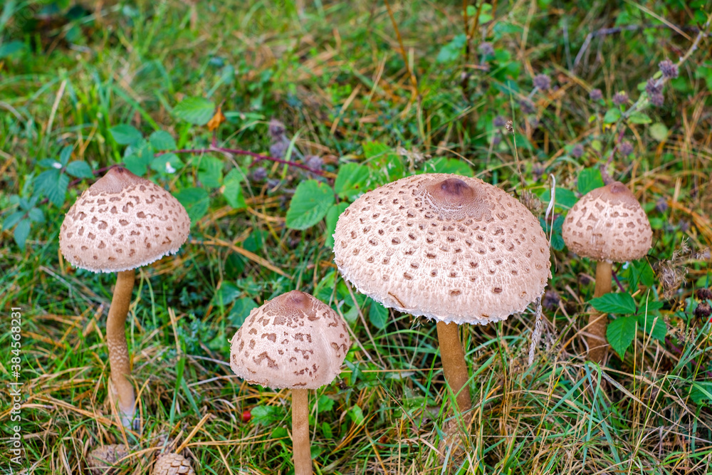 Parasol mushrooms ( Macrolepiota procera ) in the forest Parasol mushrooms ( Macrolepiota procera ) in the forest