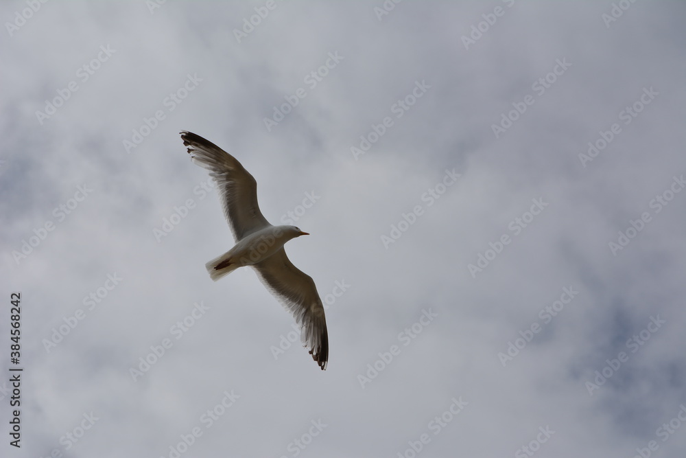 Obraz premium goéland