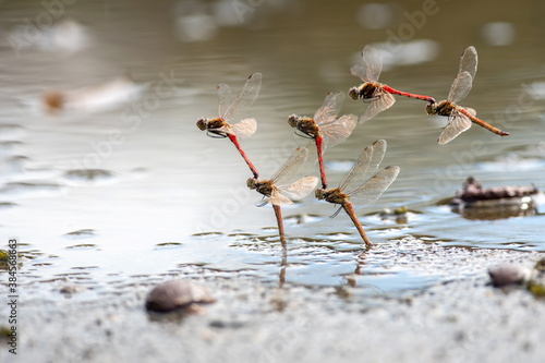 アキアカネ産卵（三態合成）