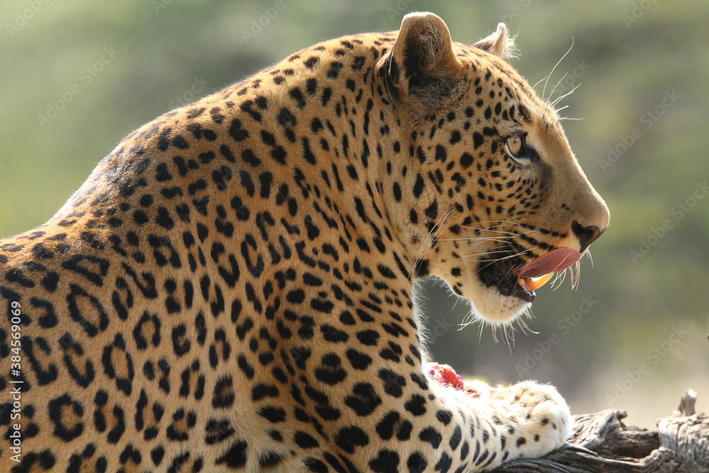 Leopard lunch-Africat Conservancy,Namibia Leopard lunch-Africat Conservancy,Namibia