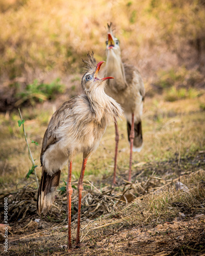 Seriema is a bird found in fields and savannahs in Argentina, Uruguay, Paraguay, Bolivia and Brazil. It reaches 90 cm in length and has gray plumage, blue eyes and a red beak. photo