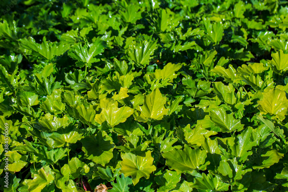 Fresh green seedlings. Selective focus shot of bright green leaves, planting seedlings in greenhouse. Idea for wallpaper, postcard, poster design, banner, copy space, close up. Fresh green seedlings. Selective focus shot of bright green leaves, planting seedlings in greenhouse. Idea for wallpaper, postcard, poster design, banner, copy space, close up.