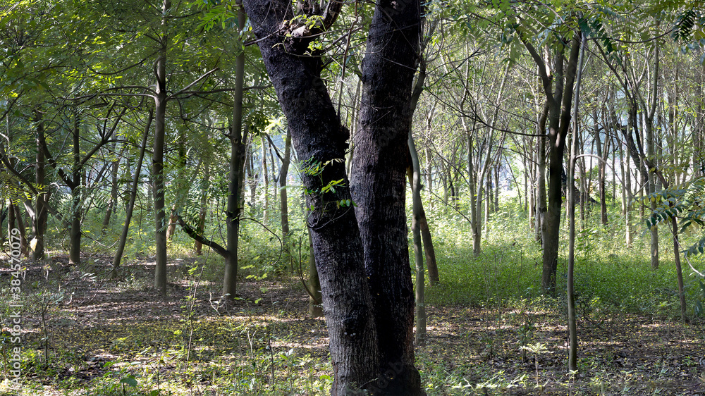 Fototapeta premium Image of trees forming light and shadow and contributing to a healthy environment