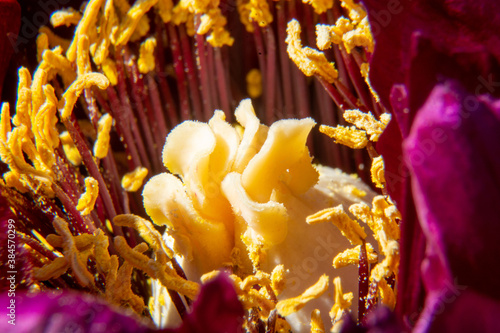 Peonia