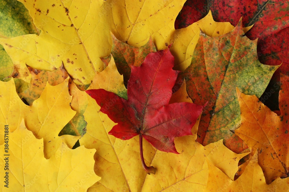 Beautiful autumn colored leaves of the trees Beautiful autumn colored leaves of the trees