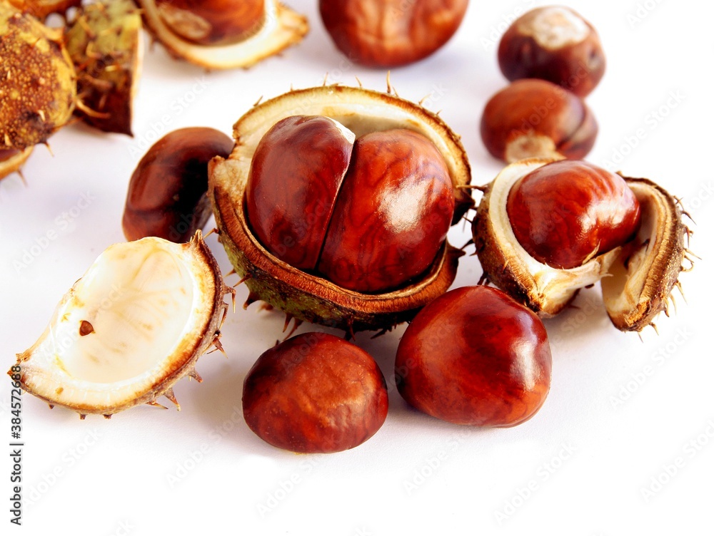 fruits of chestnut tree at autumn close up fruits of chestnut tree at autumn close up