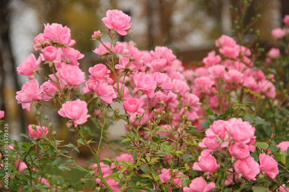 Pink flowers in the park in autumn