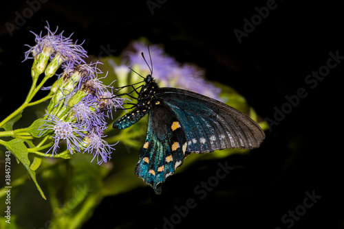 Pipevine Swallowtail (Battus philenor) Feeding on Butterfly Mist  © Jim
