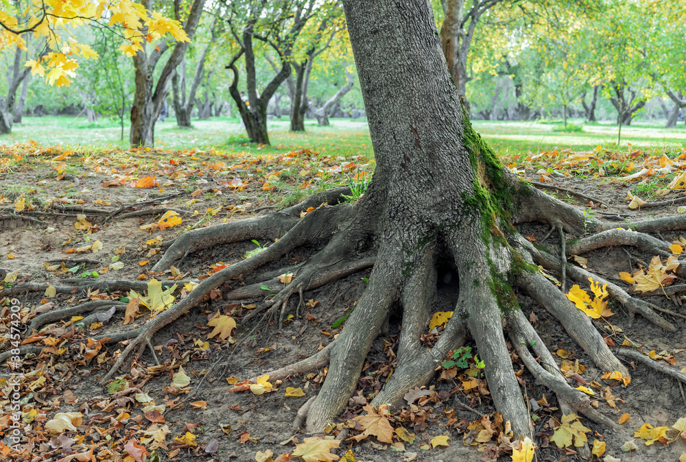 Tree with powerful roots above the ground in an autumn park. Tree with powerful roots above the ground in an autumn park.