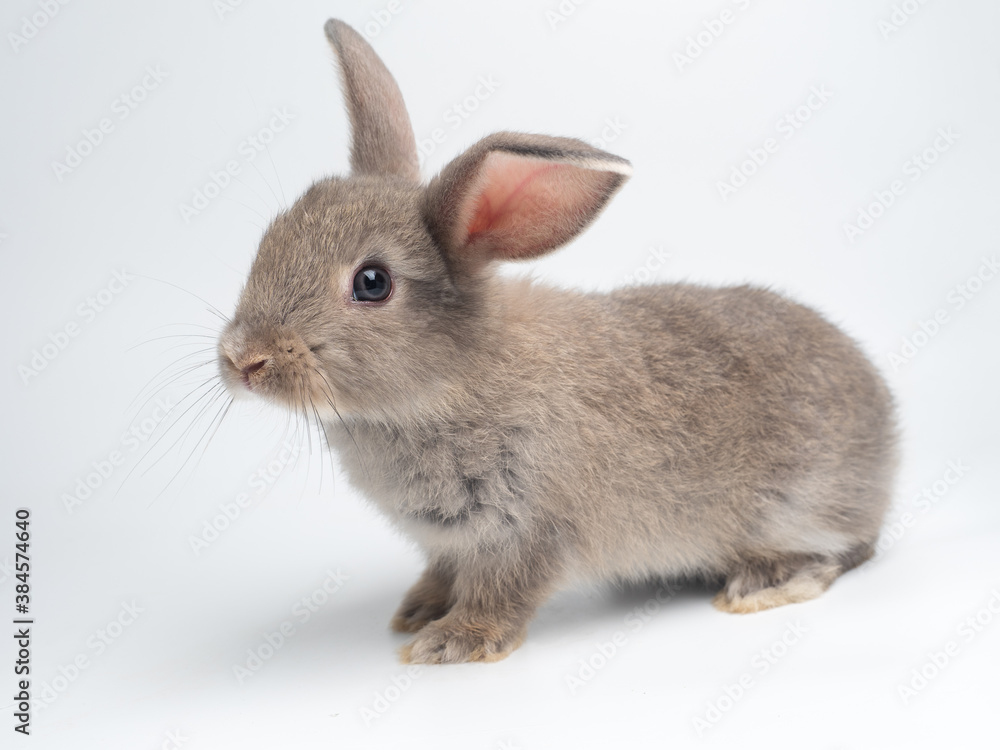 Cute little grey bunny rabbit on white background.