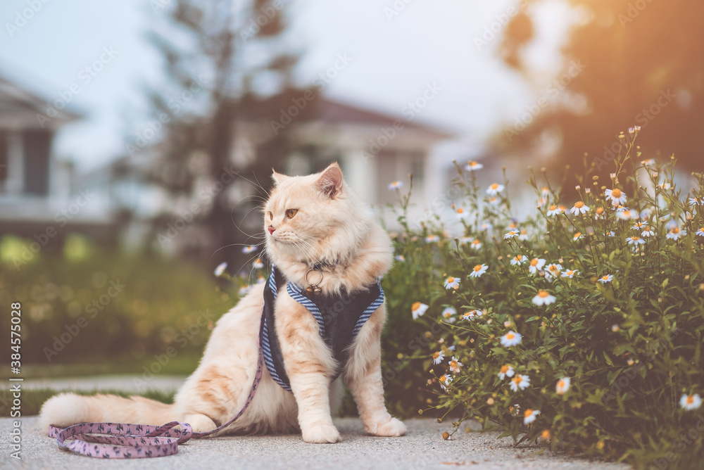 Fototapeta premium Persian cat yellow sits on the grass on a sunny meadow in the summer.