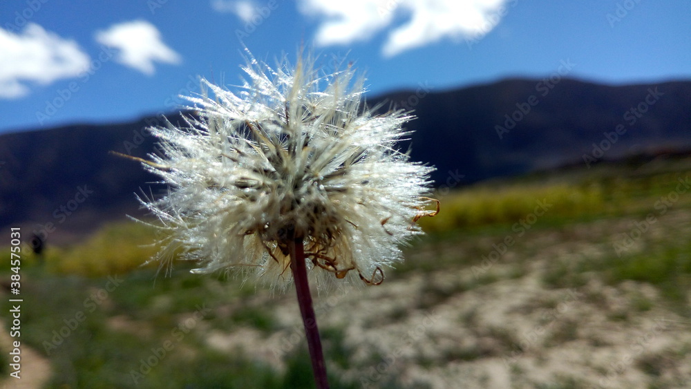 Naklejka premium dandelion against sky
