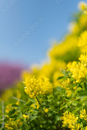 Yellow flowers on blurred clear blue sky. 