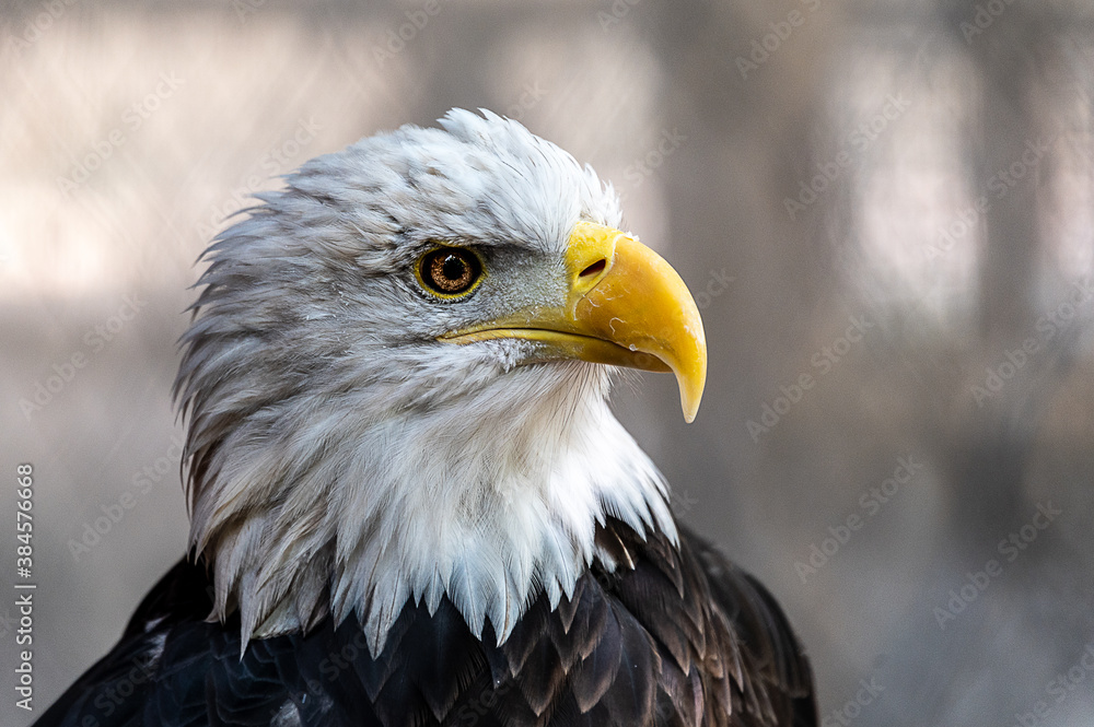 Fototapeta premium Bald Eagle