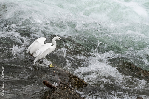 Little Egret lands on the rock (Egretta garzetta) photo