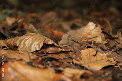 Laub im Wald im Herbst auf dem Boden. (Herbstlaub)