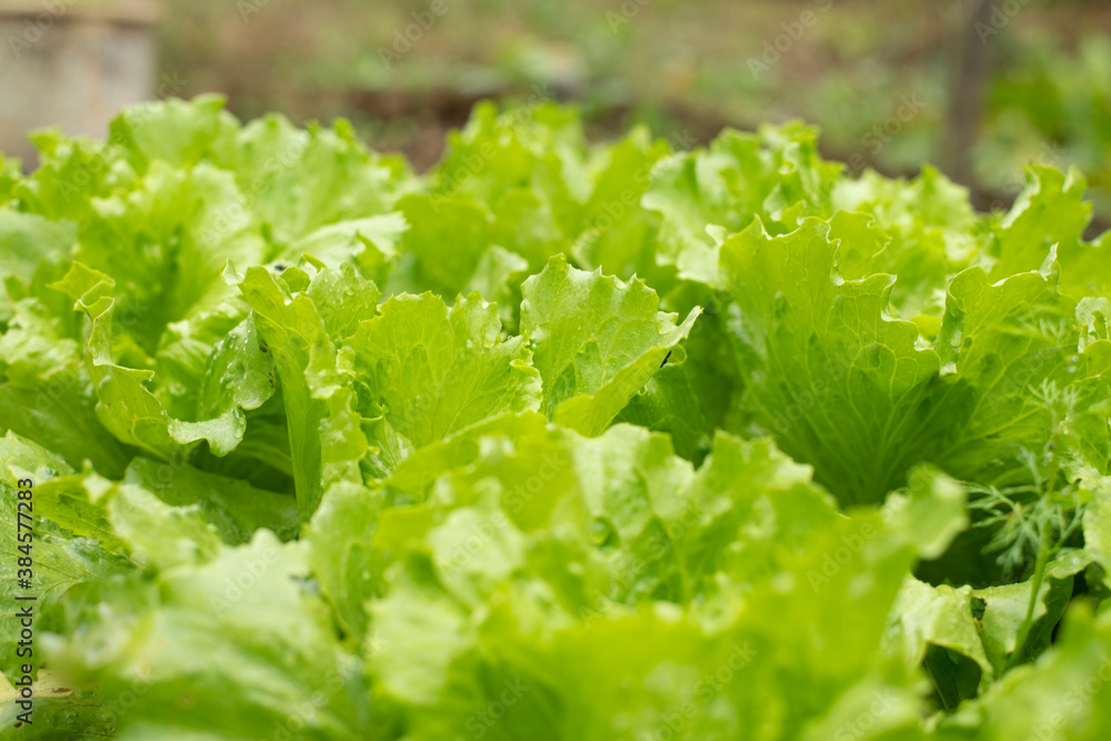 green, fresh salad growing in the garden bed. copy space upstairs green, fresh salad growing in the garden bed. copy space upstairs