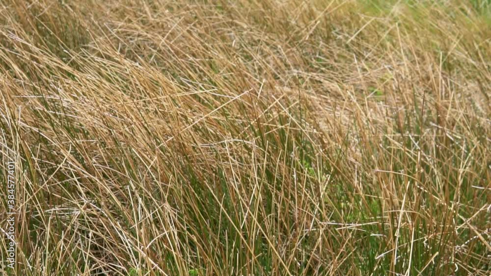 Waving of dry grass on highland area in the summer. Media is in slow motion mode. Waving of dry grass on highland area in the summer. Media is in slow motion mode.