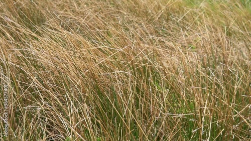 Waving of dry grass on highland area in the summer. Media is in slow motion mode.