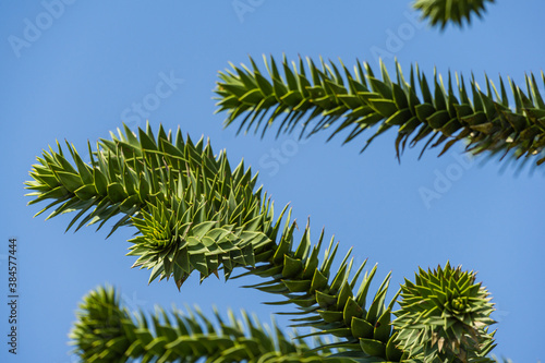 Close-up of spiky green branch Araucaria araucana, monkey puzzle tree, monkey tail tree, or Chilean pine in public landscape city park Krasnodar or 'Galitsky park' in sunny autumn September 2020